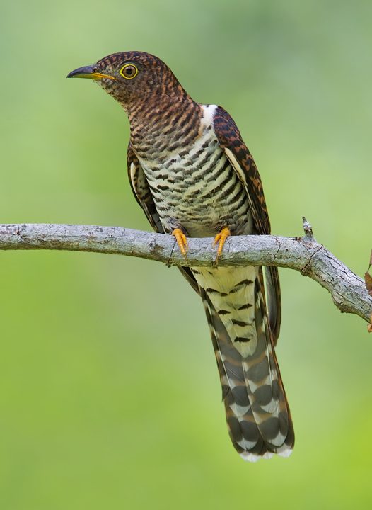 cuckoo lotuss kampar