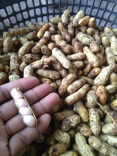 Ara Kuda Ara Kuda