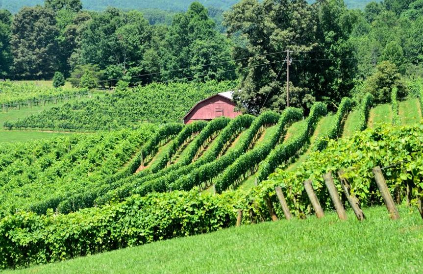 ga vineyard