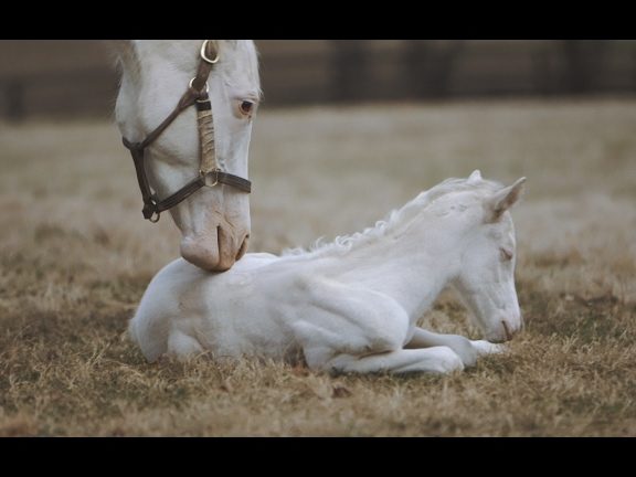 white horse ayer molek